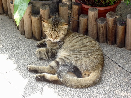 A cat