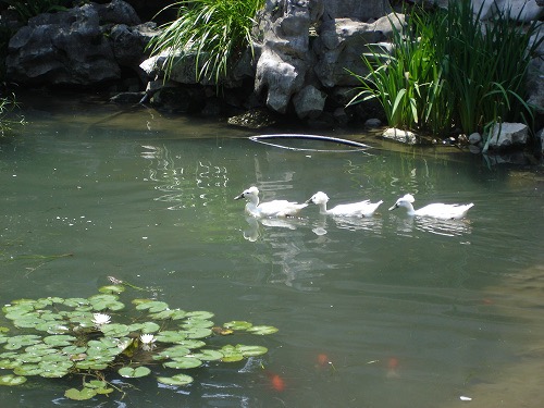 Ducks on the water